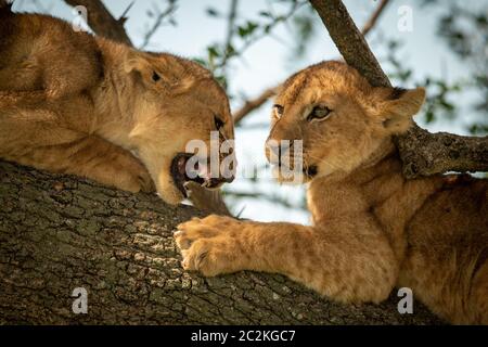 Close-up of lion cub roaring at another Stock Photo