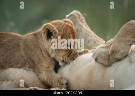 Close-up of lion cub suckling from mother Stock Photo