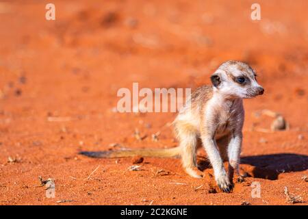 young meerkat or suricate, Suricata suricatta Stock Photo