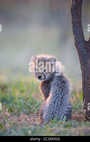 One fluffy baby cheetah sitting upright next to a tree in the warm afternoon light in Kruger Park South Africa Stock Photo