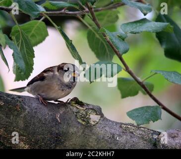 Male house sparrow Passer domesticus in our garden Stock Photo