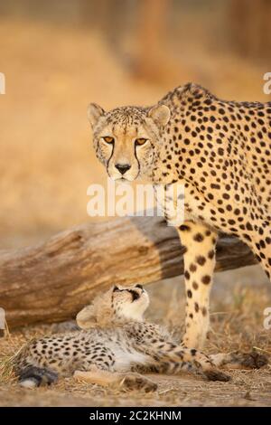 Vertical portrait of an adult female cheetah and her baby cheetah cub looking at her mother in golden afternoon light in Kruger Park South Africa Stock Photo