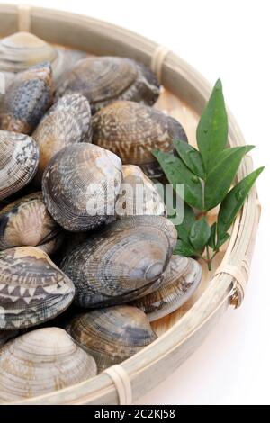 Japanese asari clams in a bamboo basket on white background Stock Photo