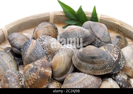 Japanese asari clams in a bamboo basket on white background Stock Photo