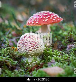 two Fly agaric mushrooms (Amanita muscaria) in the autumn in the forest Stock Photo