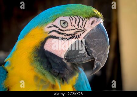 details, portrait, view of a macaw, papagai Stock Photo