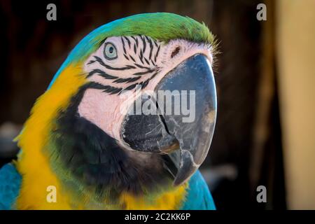 details, portrait, view of a macaw, papagai Stock Photo