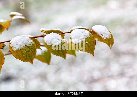 the first snow on twig with yellow leaves close-up over snow-covered meadow in city park on cold autumn day Stock Photo