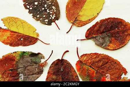 Various colourful autumn leaves on a light wood background Stock Photo