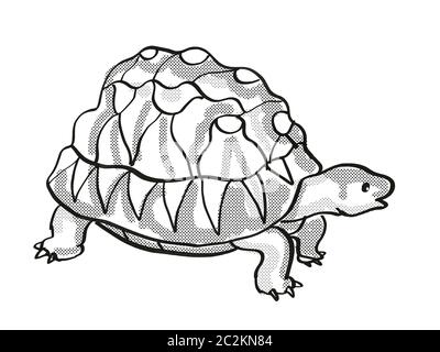 Retro cartoon mono line style drawing of a Radiated Tortoise, an endangered wildlife species on isolated white background done in black and white full Stock Photo