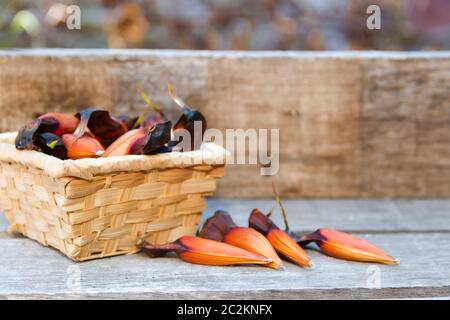 fruit of the araucaria Stock Photo