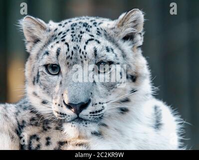 one of most beautiful big cat, snow leopard - Irbis, Uncia uncia Stock Photo