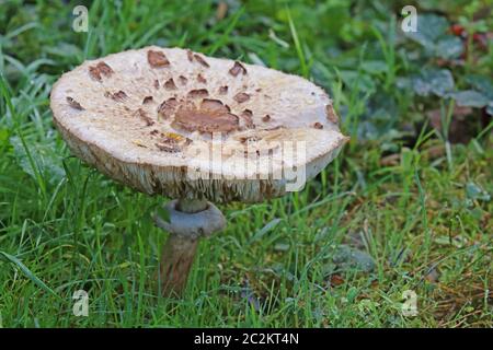 Giant umbrella or parasol or giant umbrella fungus Macrolepiota procera Stock Photo