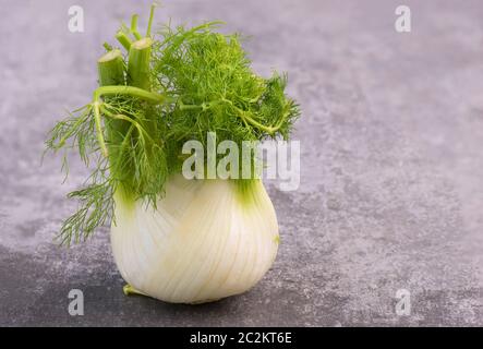 Fresh fennel on a grey textured background Stock Photo