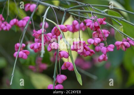 Common spindle shrub (Euonymus europaeus) Stock Photo