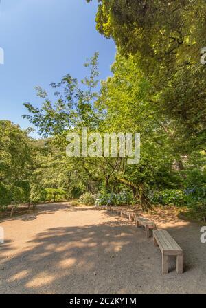 Old cherry tree with large trunk full of green moss surrounded the benches and the purple hydrangea flowers of the entrance place of Rikugien Park at Stock Photo