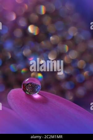 Beautiful Nature Background.Floral Art Design.Abstract Macro Photography.Gerbera Flower.Pastel Flowers.Violet Background.Creative Artistic Wallpaper.Wedding Invitation.Celebration,love.Close up View.Happy Holidays.Copy Space.Water Drops. Stock Photo