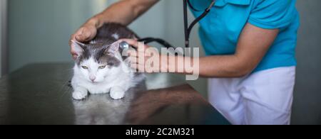 Sick cat being examined by a vet doctor in a veterinarian clinic Stock Photo