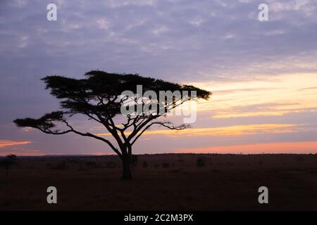 Dawn at Serengeti National Park, Tanzania, Africa. African panorama Stock Photo