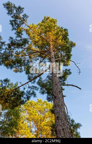 Scots pine (Pinus) on the blue sky - Lubiatowo, Pomerania, Poland Stock Photo