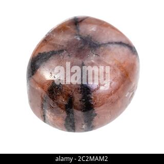 closeup of sample of natural mineral from geological collection - polished Chiastolite gemstone isolated on white background Stock Photo