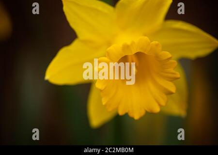 WA16867-00...WASHINGTON - Daffodil blooming in early March at the Washington Park Arboretum in Seattle. Stock Photo