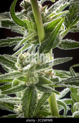 A close-up of flowering cannabis buds with stigmas and trichomes before harvest, macro close-up shot on a dark bakground Stock Photo