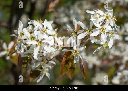 Juneberry (Amelanchier lamarckii), blooms of springtime Stock Photo