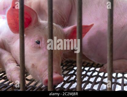 Cute piglet in farm. Sad and healthy small pig. Livestock farming. Meat industry. Animal meat market. African swine fever and swine flu concept. Swine Stock Photo