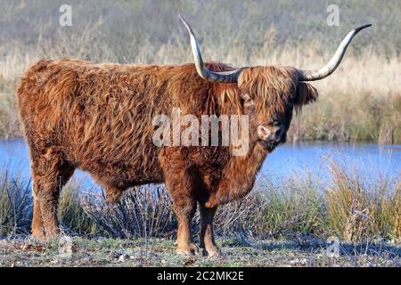 Scottish Highland cattle on an icy winter morning Stock Photo