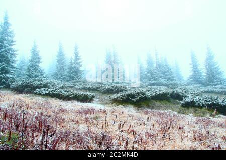 clearing in the forest with fir-trees after the first snow in the year Stock Photo