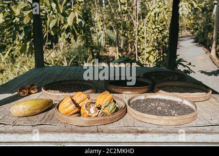 Ripe cocoa setup on rustic wooden background, Bali Indonesia Stock Photo