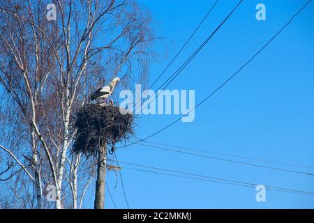 Pair of storks sitting in nest. Peaceful birds on background of blue sky Stock Photo