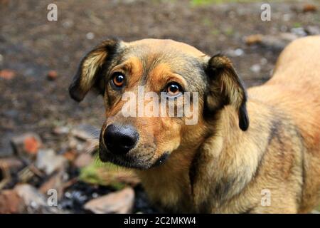 Brown sad mongrel standing on ground. Curious dog looking sadly. Homeless mongrel dog Stock Photo