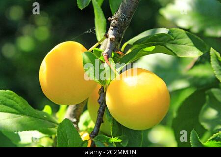 Fruits of cherry-plum on tree. Ripe gifts of nature. Fruits of yellow plum on tree branch in summer