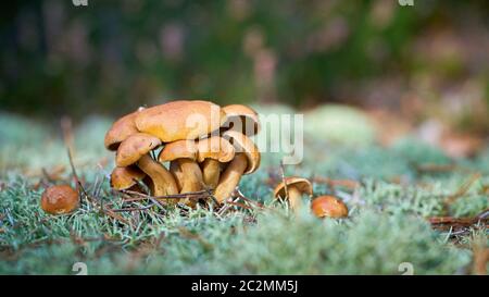 Jersey cow mushroom (Suillus bovinus) on the forest floor in autumn Stock Photo
