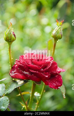 Red rose in garden on blurry green background. Copy space with natural background Stock Photo