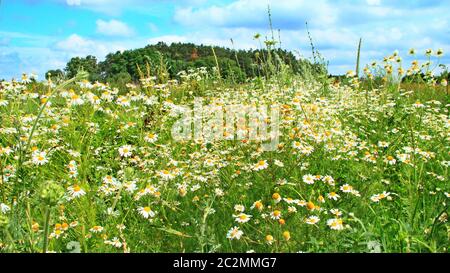 Flowers of white beautiful chamomiles blossoming in field. Summer chamomiles. Herbal flowers Stock Photo