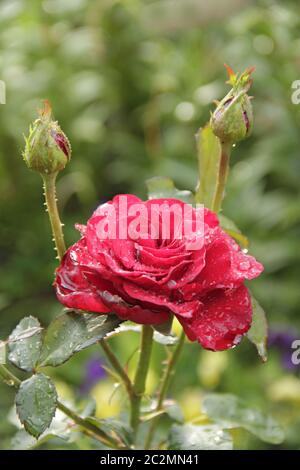 Red rose blossoming in garden after rain. Beautiful flower closeup blooming in garden Stock Photo