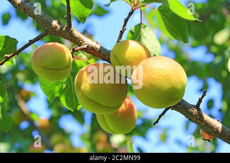 Ripe apricot fruits on branch. Apricot crop on tree. Two ripe apricot fruits Stock Photo