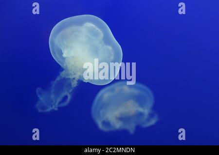 Two white jellyfish float in the blue water Stock Photo