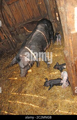 Group of piglets and mother in pig farm. Pig mother and pigs in barn. Brood of little pigs on farm Stock Photo