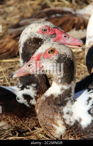 Muscovy ducks have a rest in poultry. Duck friendship. Domestic birds. Couple of beloved ducks. Stock Photo