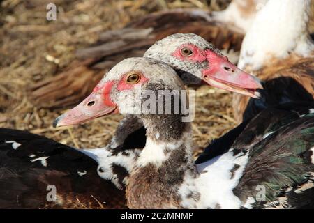 Two muscovy ducks have a rest in poultry. Duck friendship. Domestic birds. Couple of beloved ducks Stock Photo