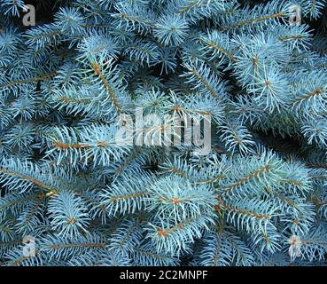 light blue branches of slender young spruce in forest. Spruce branches with needles Stock Photo