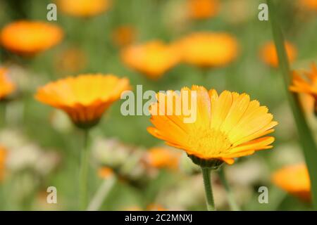 Beautiful flowers of yellow and orange herbal calendula blossoming on bed in garden Stock Photo