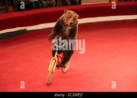 Amusing bear riding bike around circus arena. Performance with trained bear in circus Stock Photo