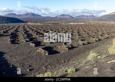 Viniculture in region La Geria on canary island Lanzarote: Vine planted in round cones in the volcanic ash surrounded with lava walls Stock Photo