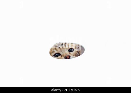 Young cute bengal cat waching from the round hole on the white background. Stock Photo