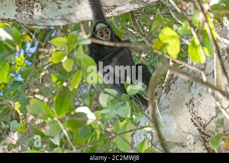 Macaco Aranha / Spider Monkey, Macaco aranha de testa branc…